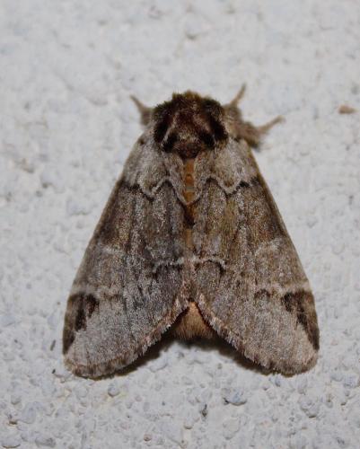 Réf. 242 335 : Drymonia melagona